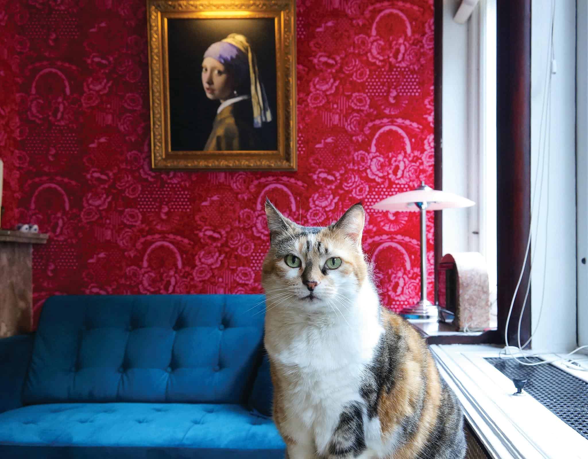 Hotels With Cats Showcases Resident Felines At Hotels Worldwide Cole