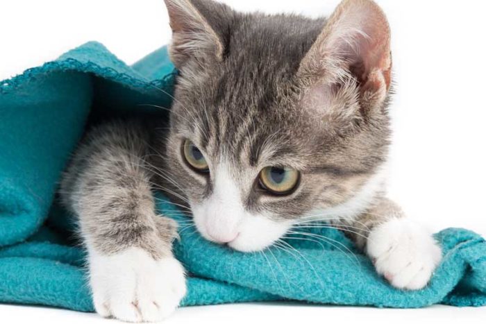 Is Your Adult Cat Still Suckling? Find Out Why Here - Cole & Marmalade