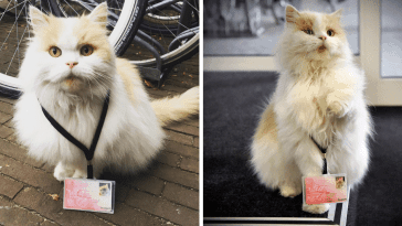 university cat