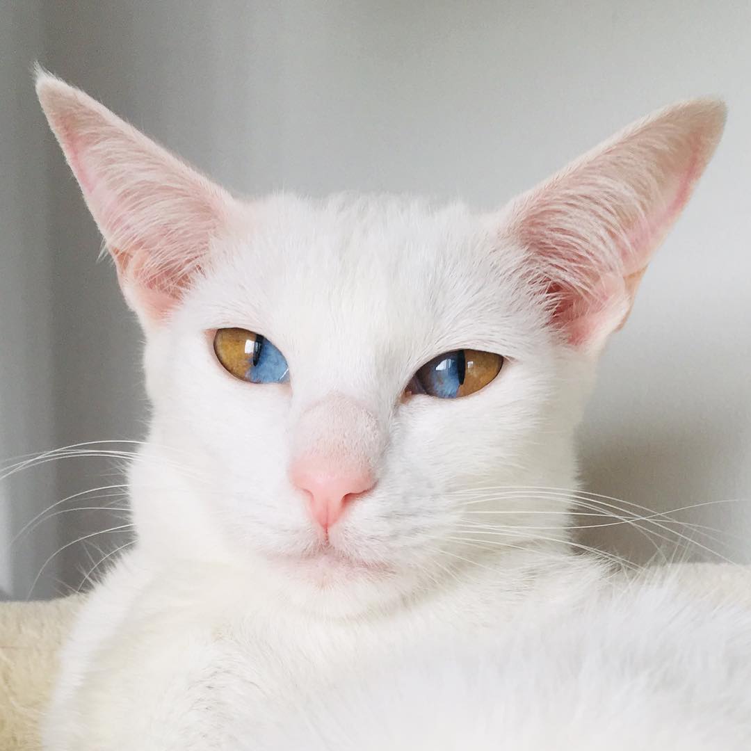 Gorgeous Odd Eyed Olive Is Taking Over Instagram With Her Mesmerizing 