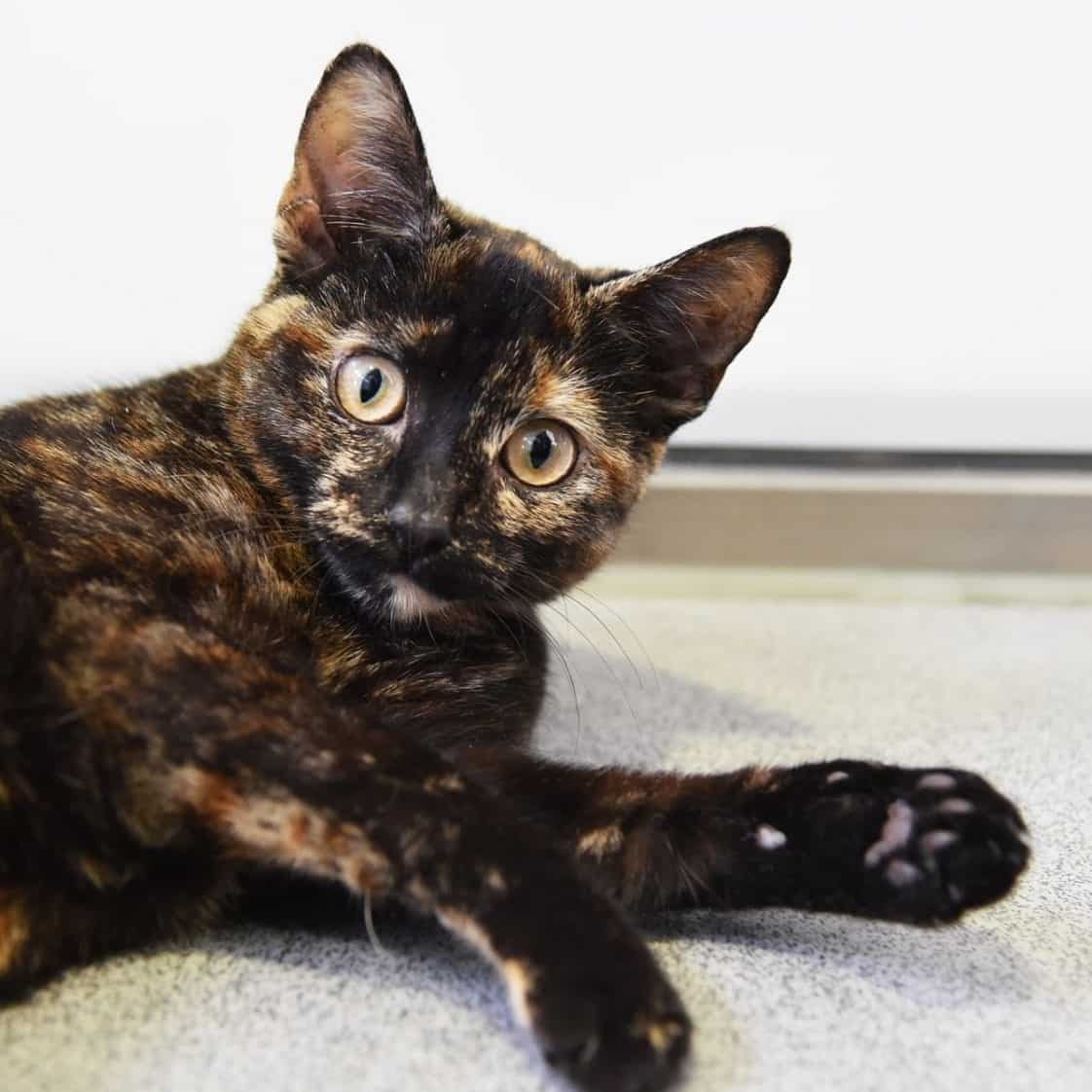 Kitten Falls Eleven Stories And Must Be Surrendered To Shelter Due To Mounting Medical Bills