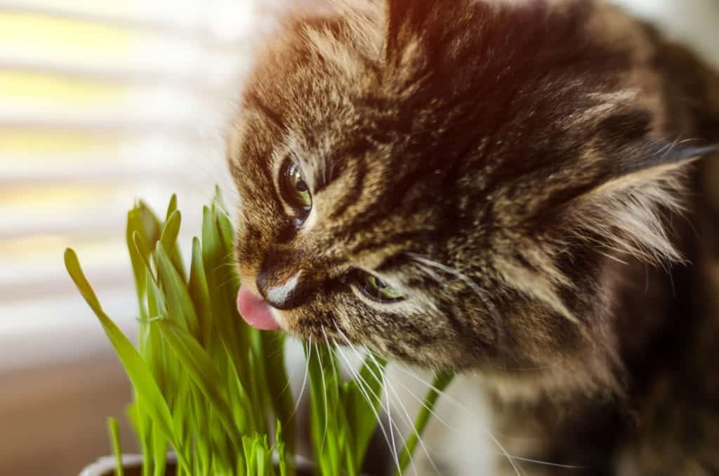 Cat eat grass