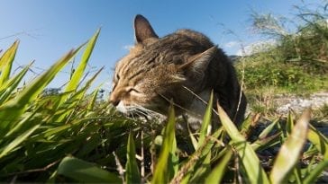 cat eats grass