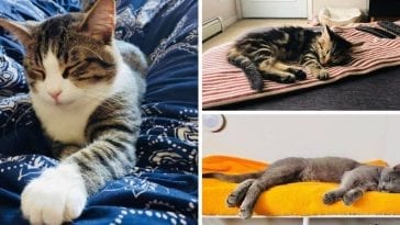 cat hoarding