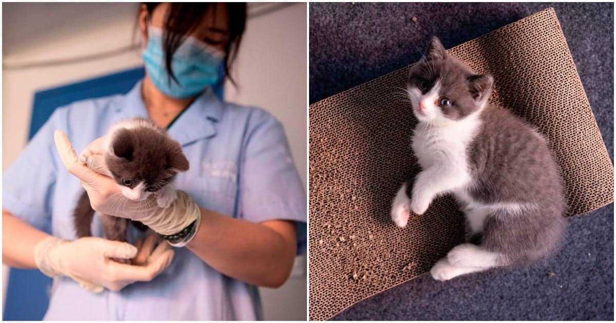 Meet Garlic, China's First Cloned Cat Cole & Marmalade