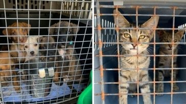 no-kill