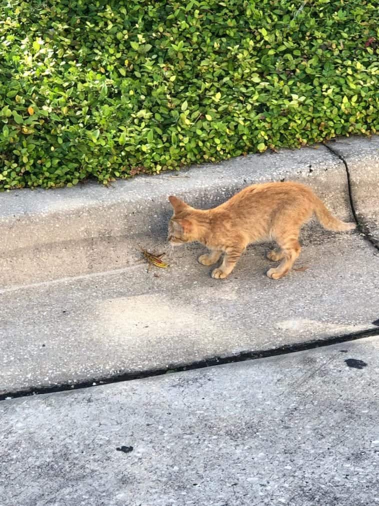 Stray Carousel Kitten In Mall Goes RoundAndRound With Rescuers Before