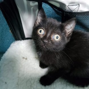 UPDATE 2020: Lucky Black Kitten Crossed Paths With Famous Cat Rescuer ...