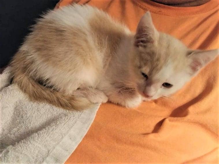 UPDATE 2020Young Stray Kitten Shows Up In Feral Colony Missing One