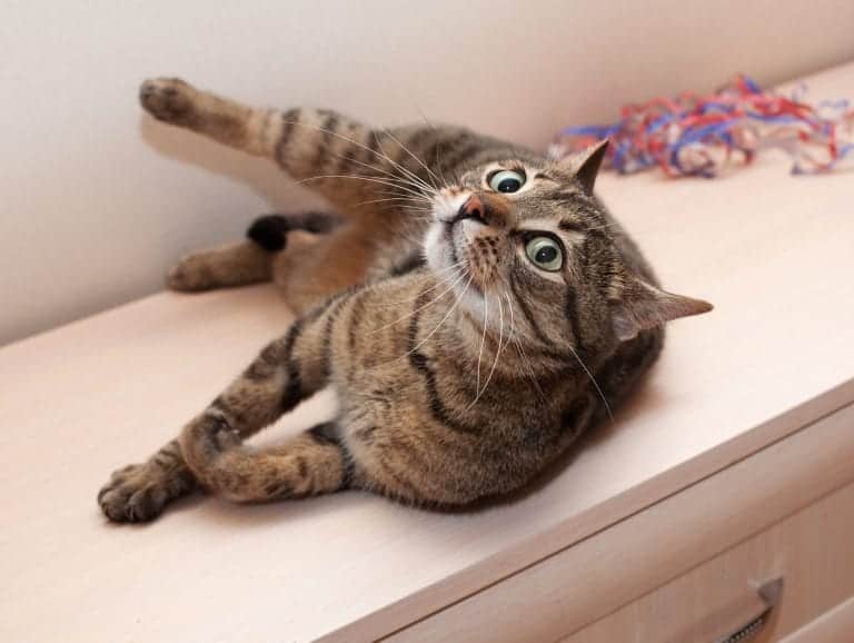 Gay Man Worries His Cat Is Homophobic In Hilarious Thread - Cole