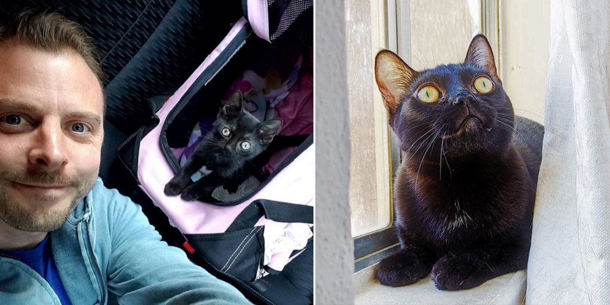 UPDATE 2020: Lucky Black Kitten Crossed Paths With Famous Cat Rescuer; Rare  Birth Defect Now Taking Her On Lifesaving Journey - Cole & Marmalade