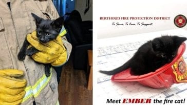 fire cat