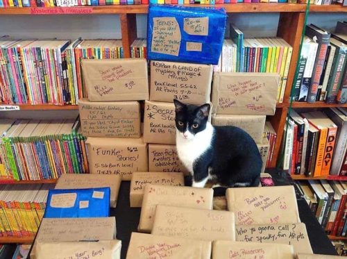 Huck And Finn: Two Bonded Bookstore Cats With A Lovely Story Of Their ...