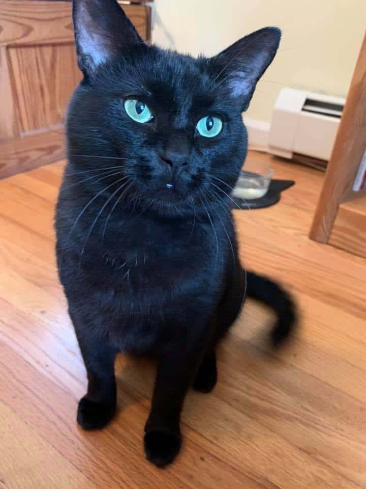 Found Safe Black Cat Batman Stolen From Petsmart Adoption Event Help Identify The Thieves From Surveillance Images Cole Marmalade