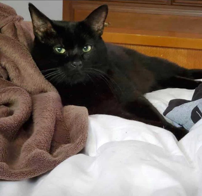 (FOUND SAFE!) Black Cat "Batman" Stolen From PetSmart Adoption Event
