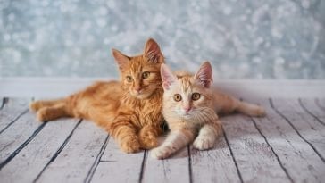 American bobtail kittens