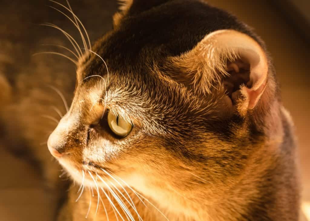 cat ear slits