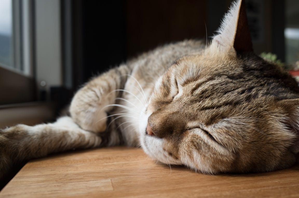 Understanding Dementia In Cats And What You Can Do To Help ...