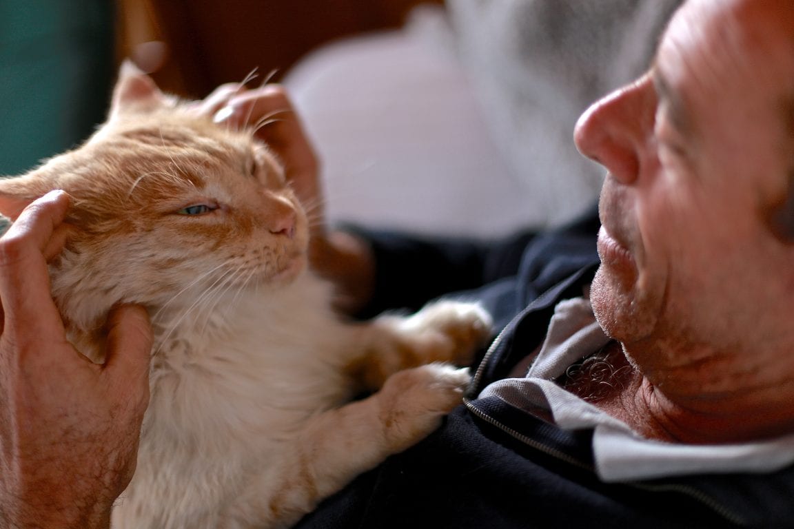 Understanding Dementia In Cats And What You Can Do To Help Cole