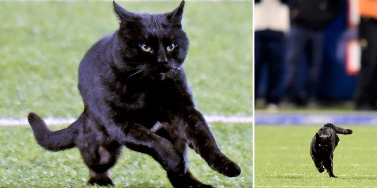 black cat running