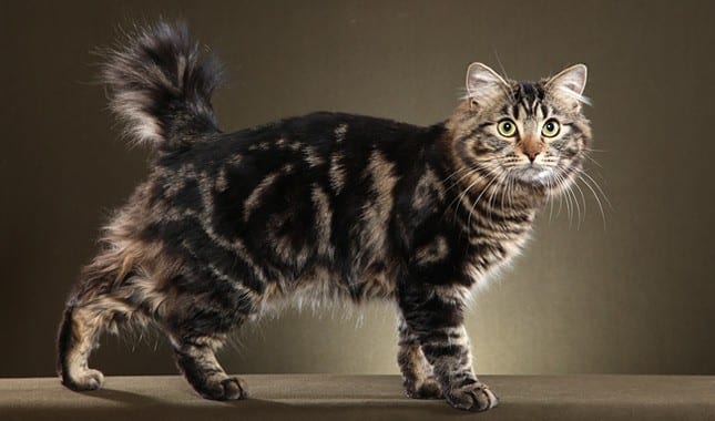 American bobtail cat