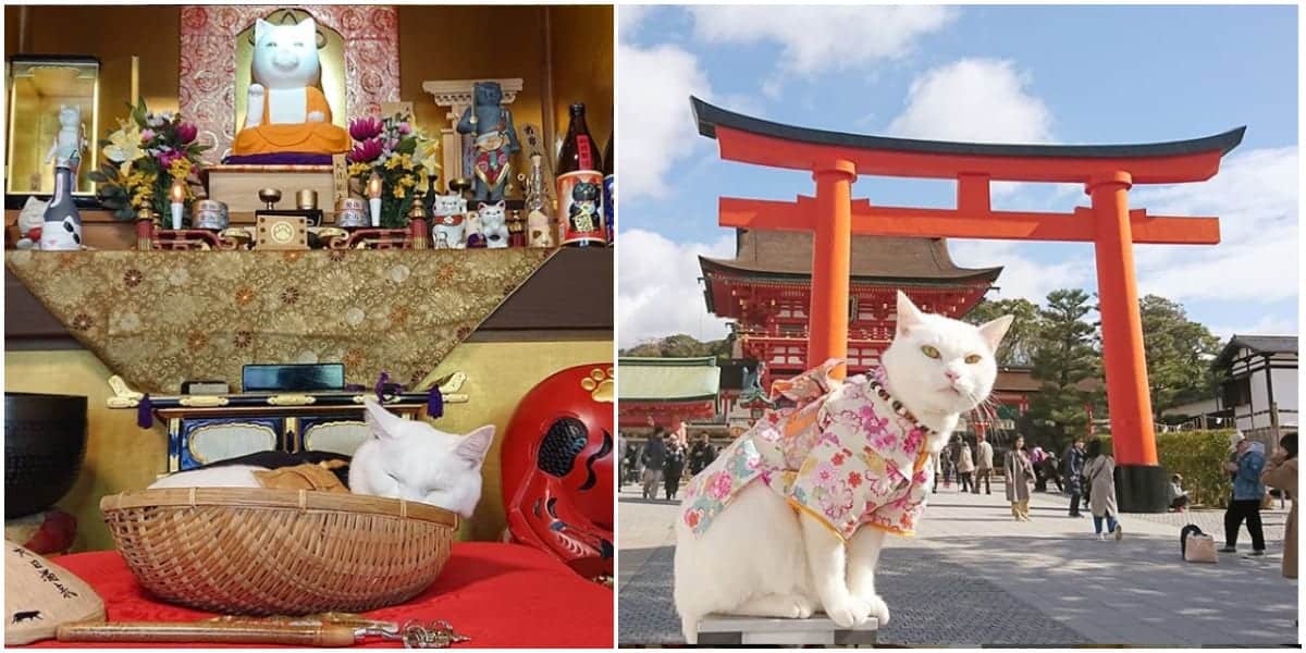 Cat Temple In Japan And Its Monks Are Purrfectly Adorable - Cole ...