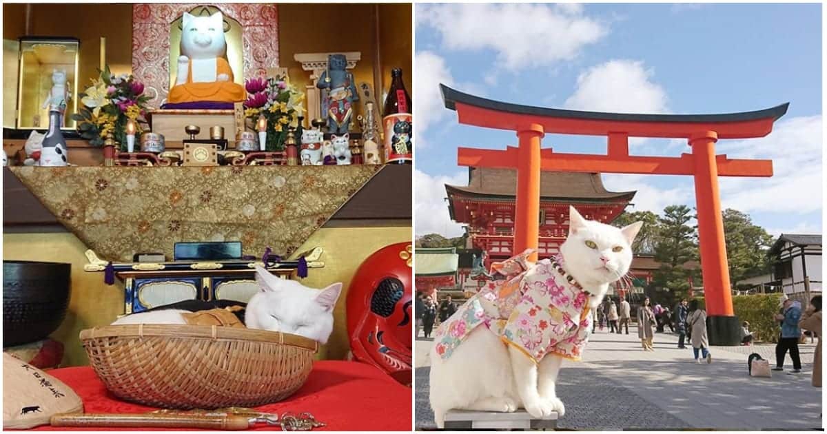 Cat Temple In Japan And Its Monks Are Purrfectly Adorable Cole