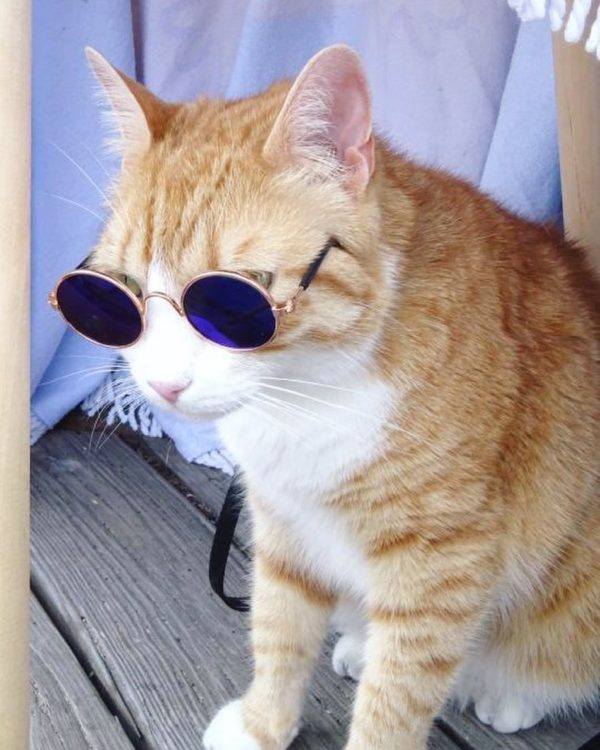 Meet Pip The Beach Cat: An Adventure Cat With A Knack For Community ...