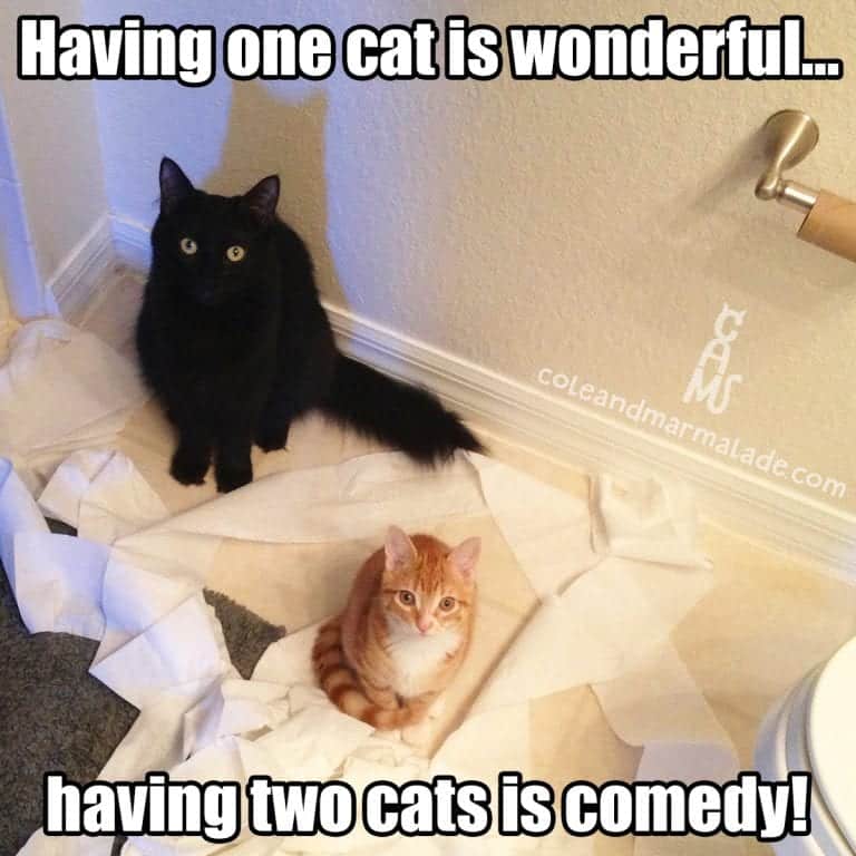 A Cat's Guide to Bathrooms - Cole & Marmalade