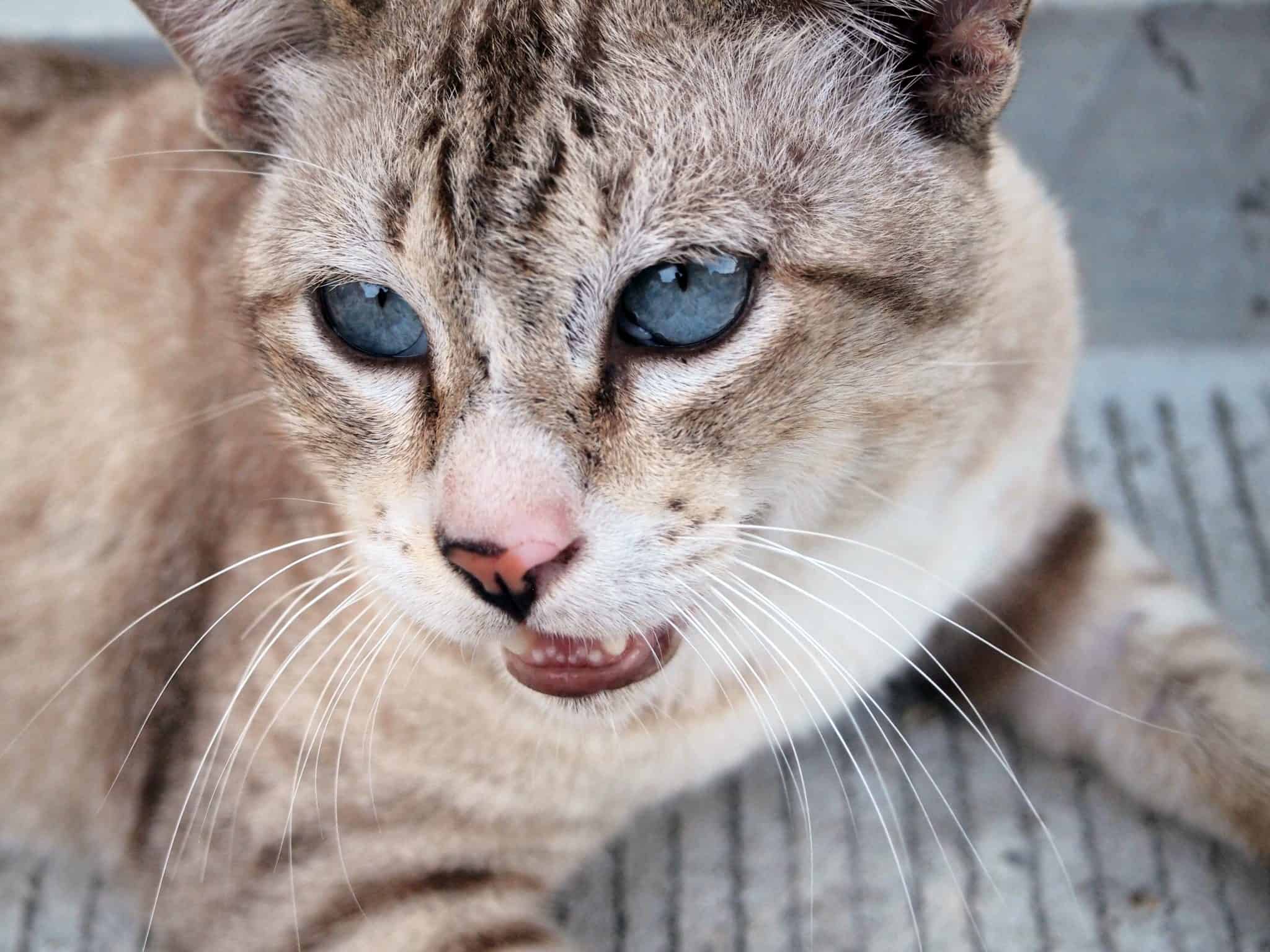 Why Is My Cat Drooling Cole Marmalade