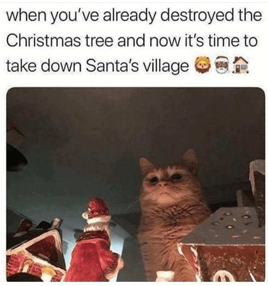 christmas cat meme