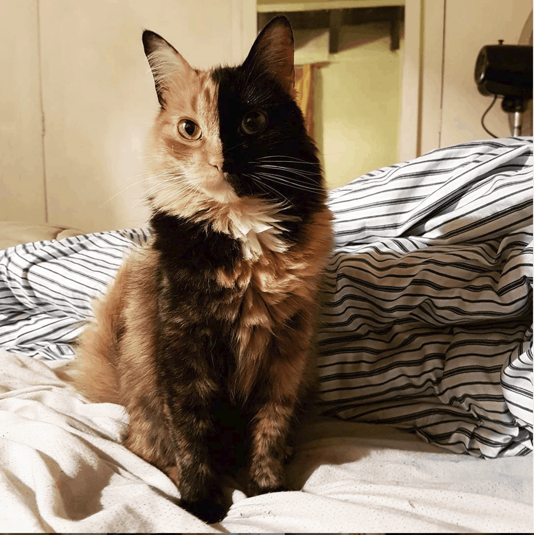 Meet Quimera: The Gorgeously Fluffy Chimera Cat - Cole & Marmalade