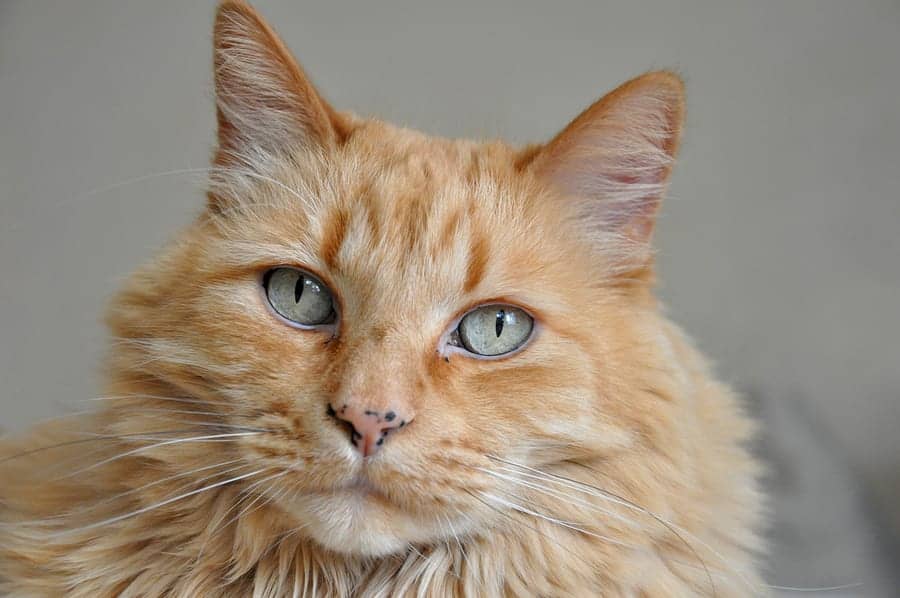 Cat Freckles: Why Kitties Get Them And What It Means ...