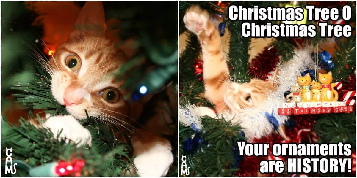 These Holiday Cat Memes Will Get You In The Christmas Spirit Cole Marmalade