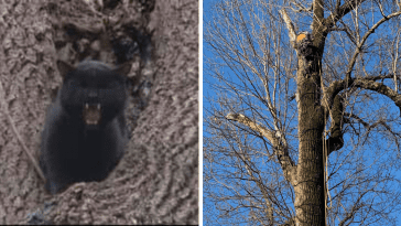 cat stuck in a tree