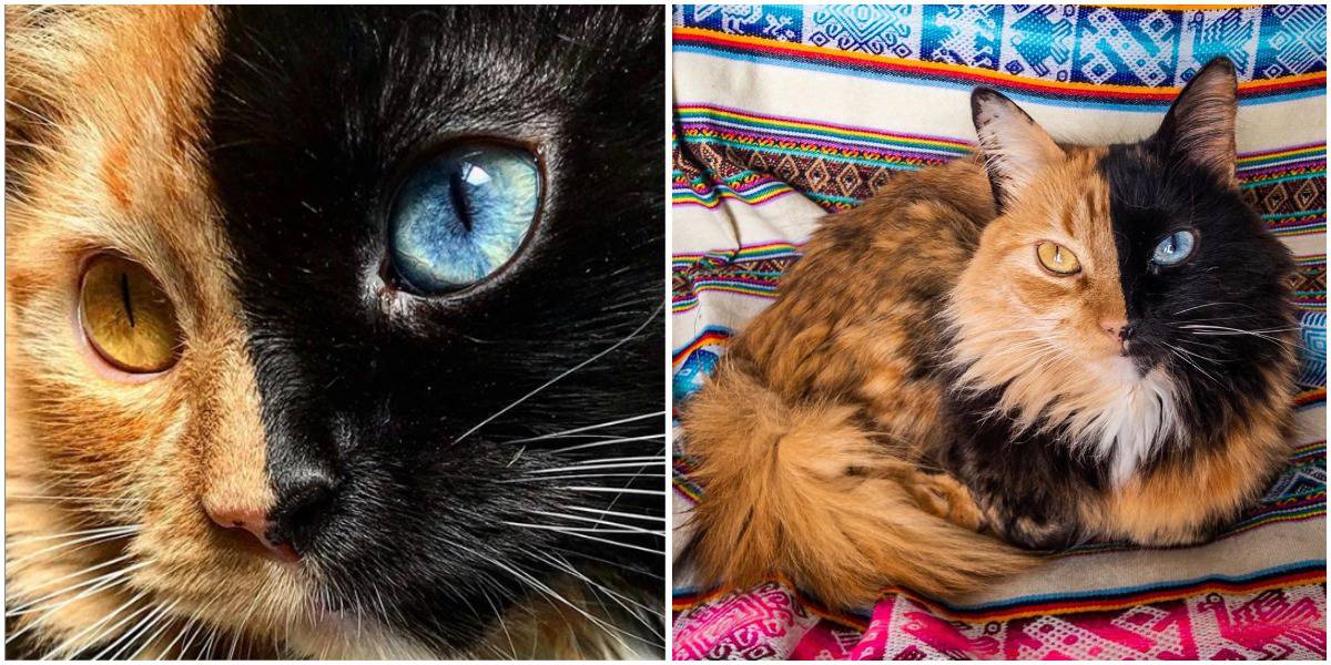 Meet Quimera: The Gorgeously Fluffy Chimera Cat - Cole & Marmalade