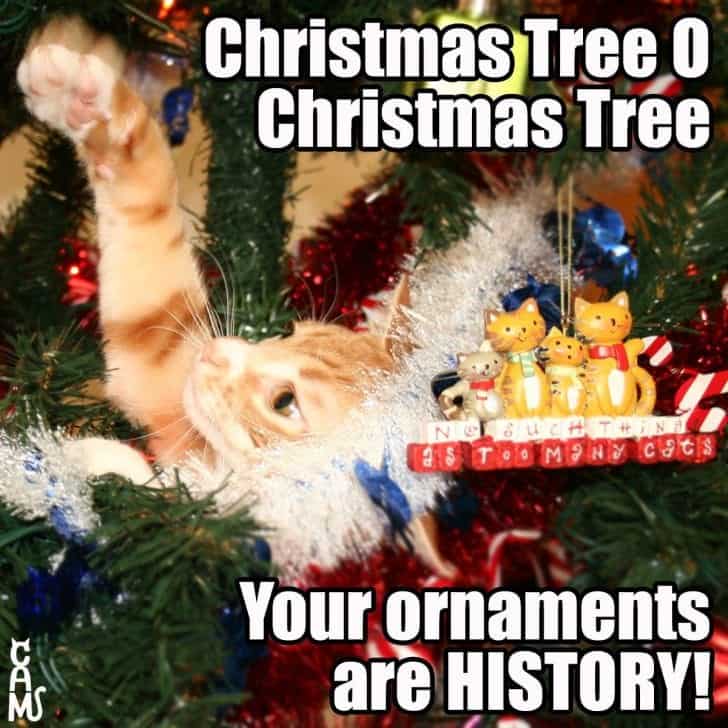 These Holiday Cat Memes Will Get You In The Christmas Spirit - Cole ...