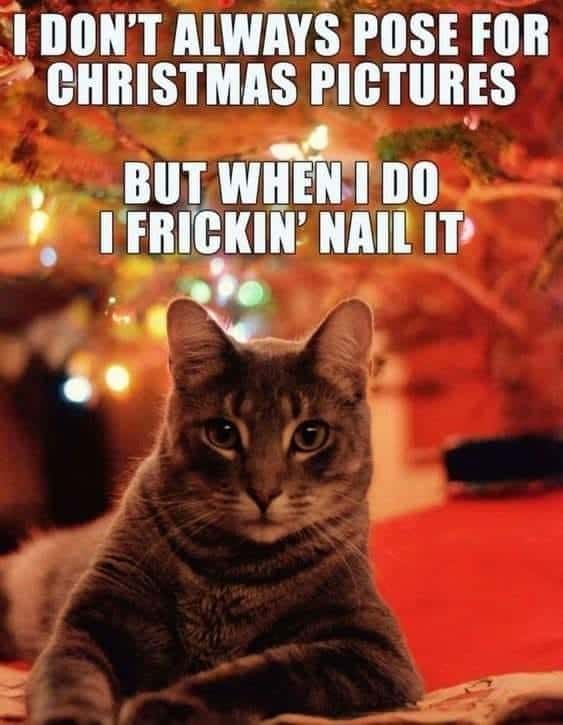 cute christmas cat memes