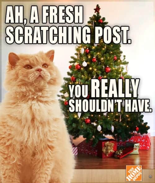 Funny Cat Christmas Memes Quotes Viral
