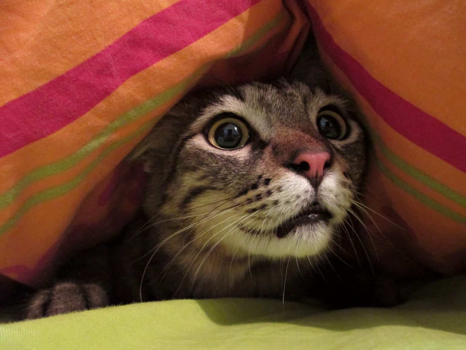 Can Cats Sense Spirits And Ghosts? Cole & Marmalade