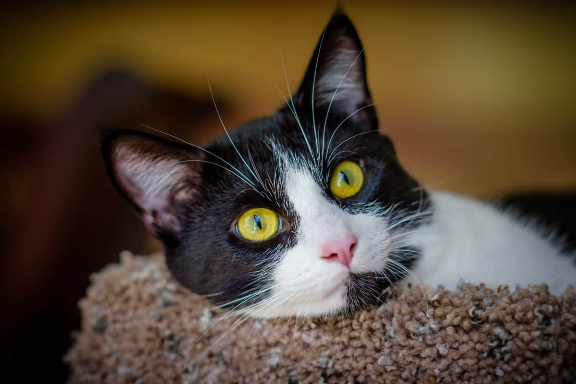 Can Cats Sense Spirits And Ghosts? Cole & Marmalade
