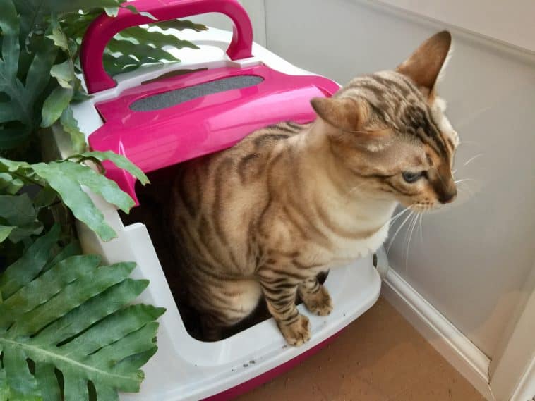 6 Signs Of Urinary Tract Infections In Cats Cole & Marmalade