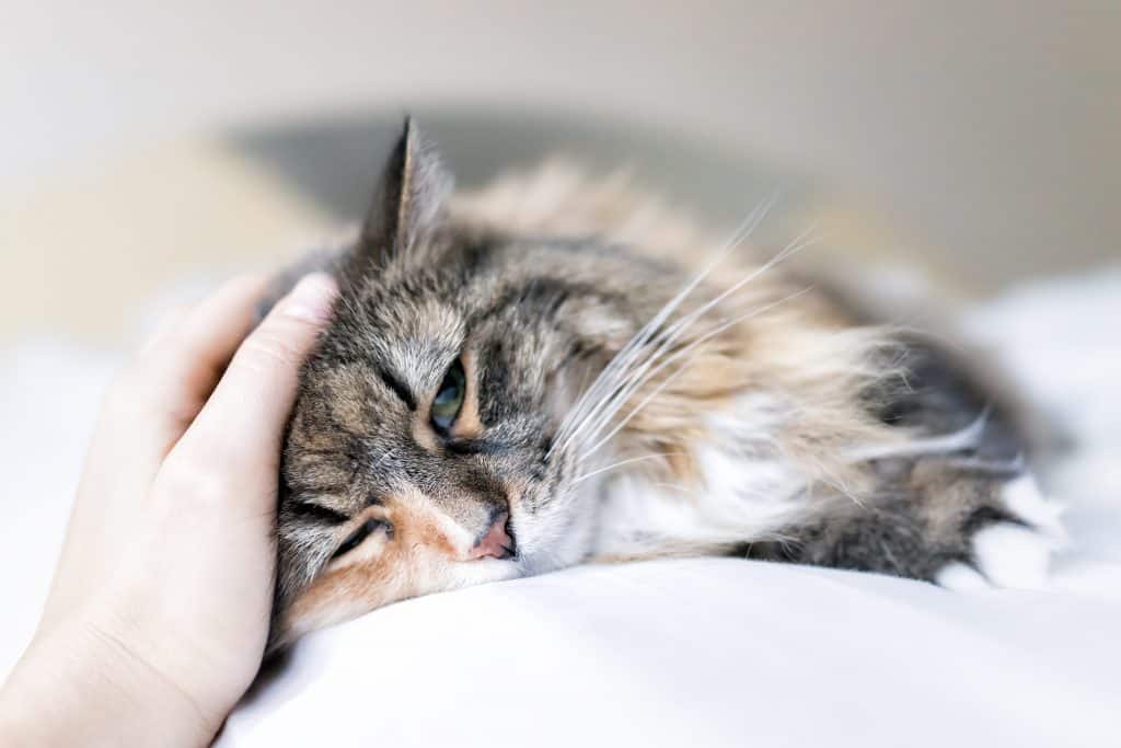 urinary tract infections in cats