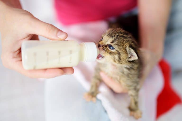 15 Facts About Kittens That Might Surprise Even Long-Time Cat Lovers ...