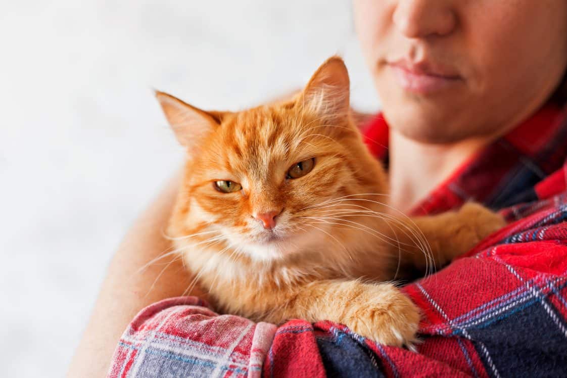 How To Mend Your Heart After The Death Of A Beloved Cat - Cole & Marmalade