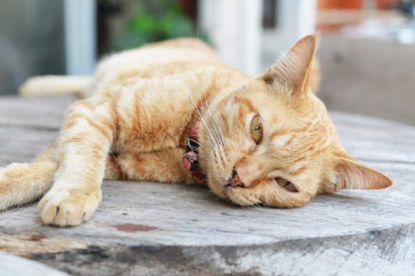 respiratory infections in cats