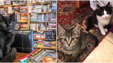adoptable kittens feature