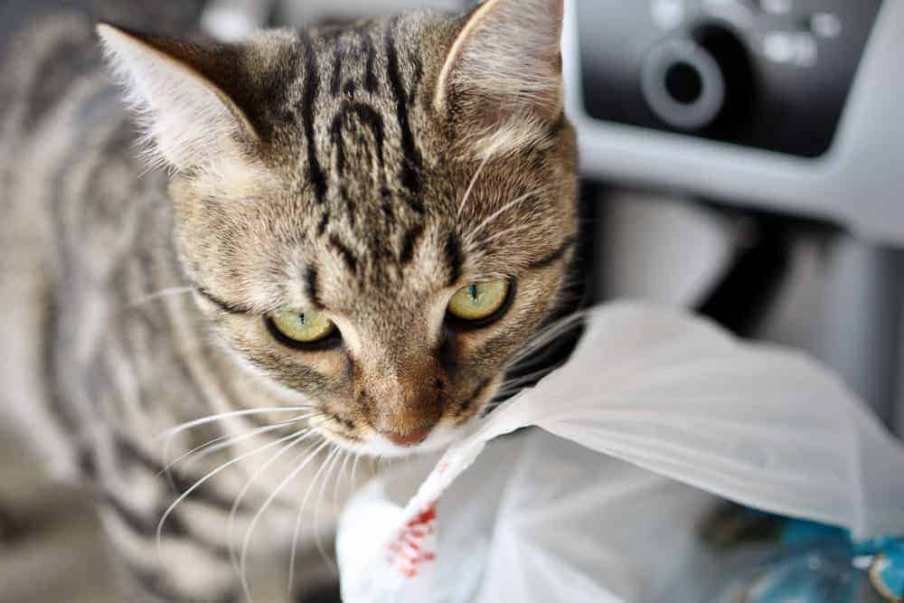 why cats lick plastic