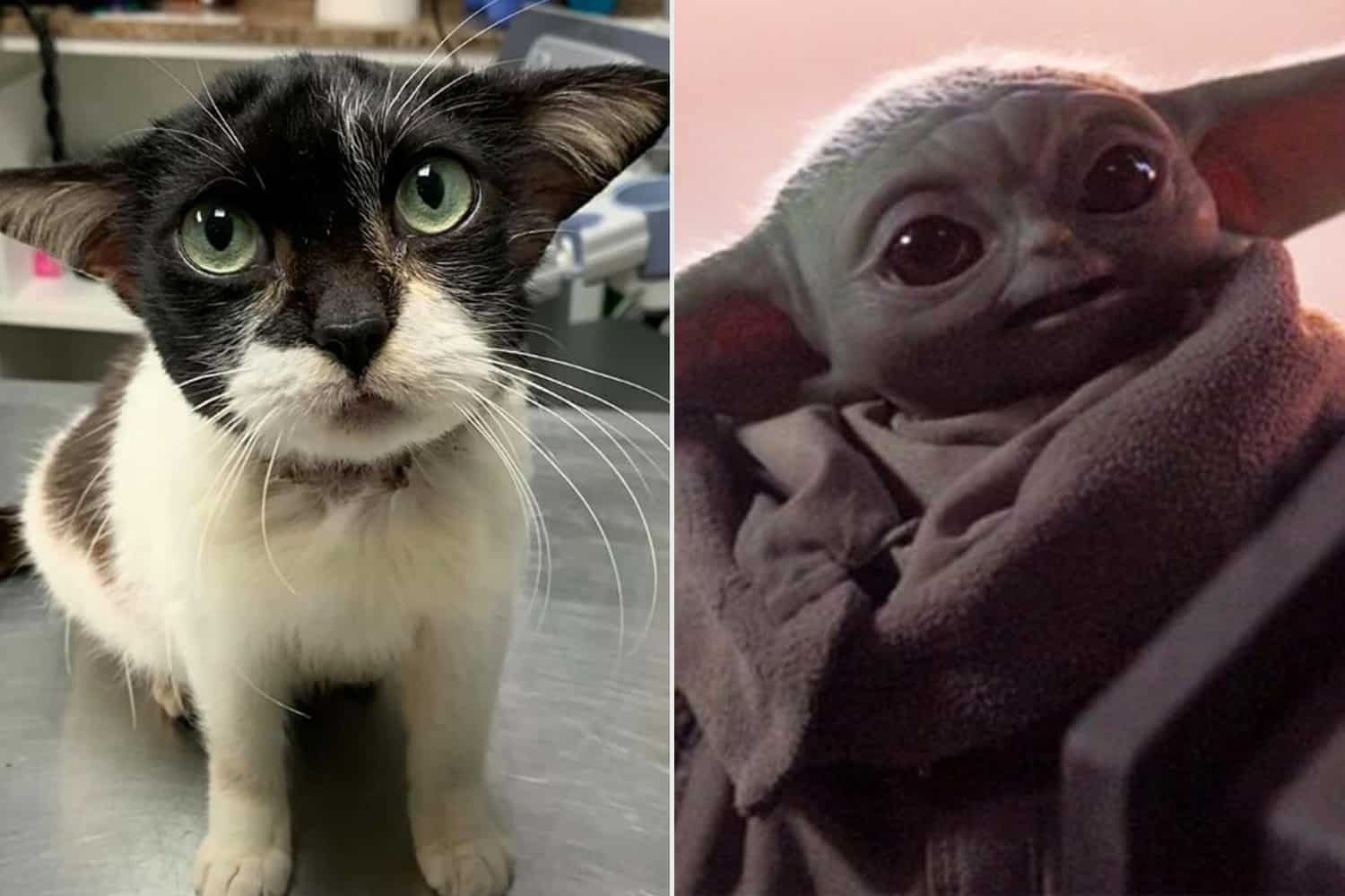 Shocking Update: Rescued Feline Dubbed 'Baby Yoda Cat' Is Totally ...