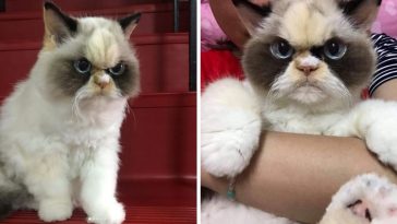 new grumpy cat